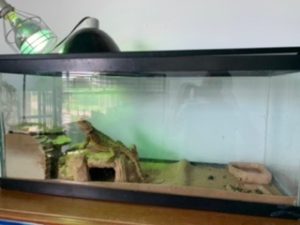 Bearded Dragon