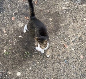 Sweet Kitty Longing to be Back Indoors