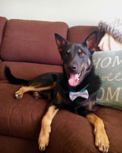 Shepsky Seeking Furever Home