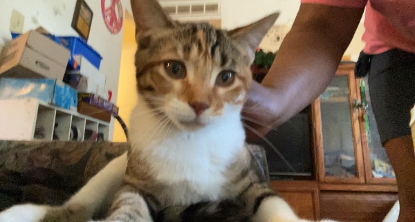 Cheddar the Sweetheart