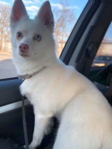 ESME THE POMSKY FURREALLY CUTE!