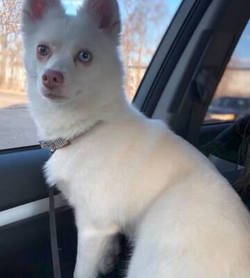 ESME THE POMSKY FURREALLY CUTE!