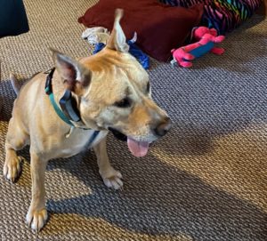 Loving Dog Needs New Home