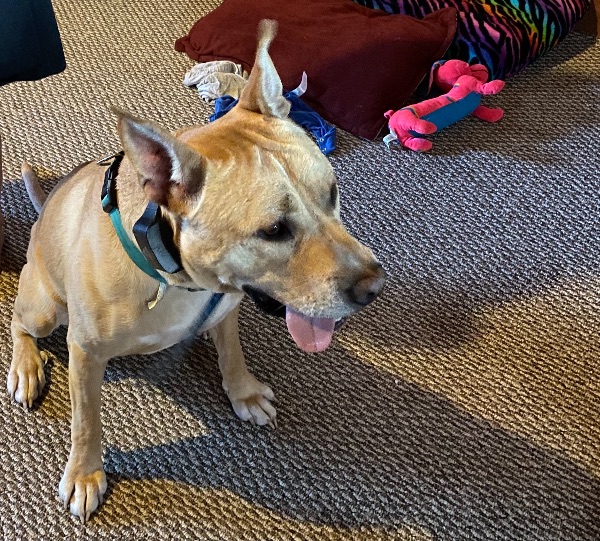 Loving Dog Needs New Home HSHV