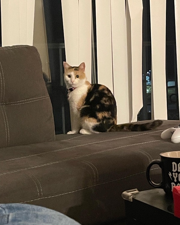 Friendly cat looking for a new home