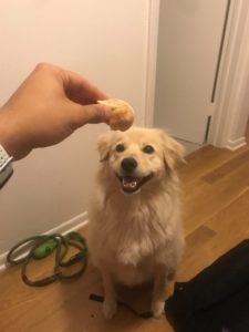 Rehoming Golden Retriever