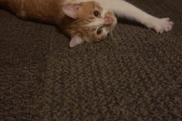 Klancy needs a good forever home.