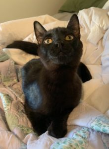I'm looking for a loving home!