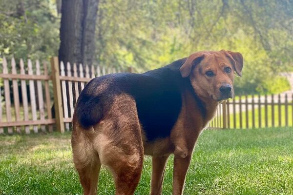 Drogo, a Lovable, Playful German Shepherd Mix