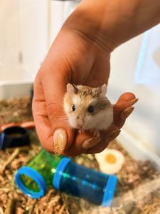 Skwert the Syrian Hamster