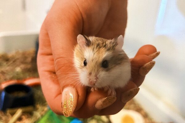 Skwert the Syrian Hamster