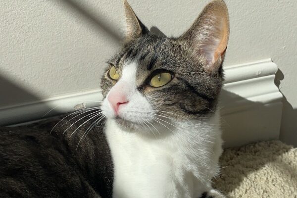 Loving Cat