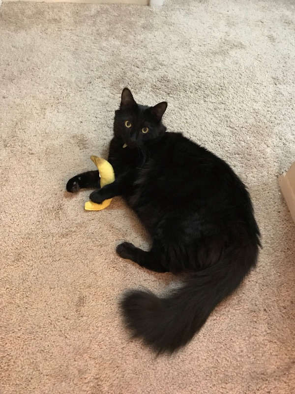 Sweet, Friendly, Silky Panther
