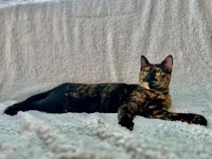 Tortoiseshell for Rehoming