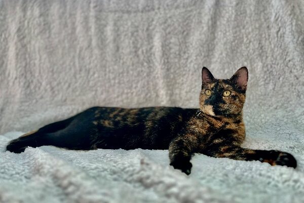 Tortoiseshell for Rehoming