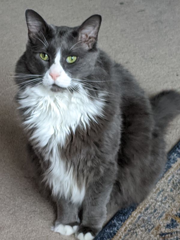 Beautiful, Loving Cat, Looking for a Forever Home