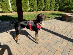 Wonderful Hound For a Dedicated Owner