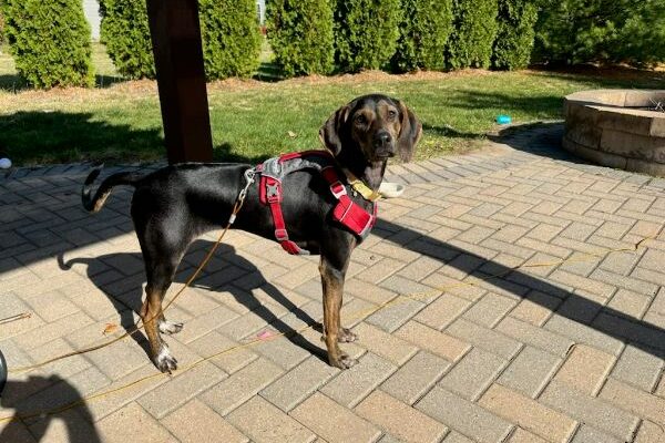 Wonderful Hound For a Dedicated Owner