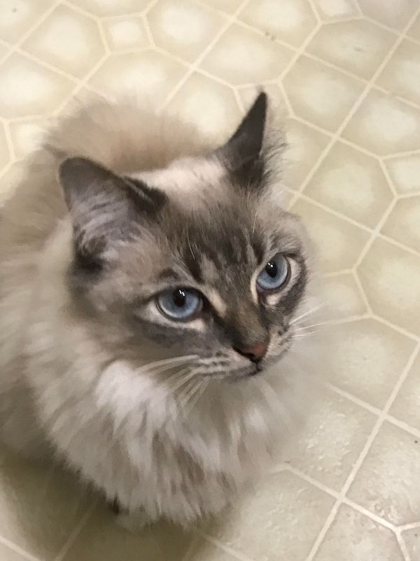 declawed ragdoll cat for adoption
