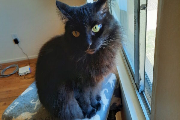 Darling cat in need of new home!