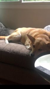 Rosie’s New Home