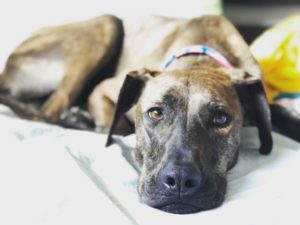 Sweet Maggie- Looking for a Forever Home