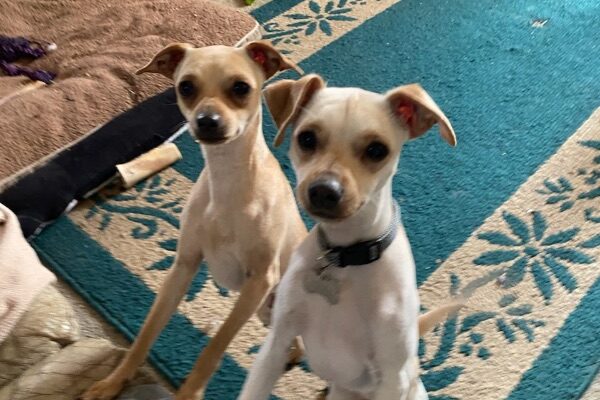 Young Loving Brothers Seeking a Family