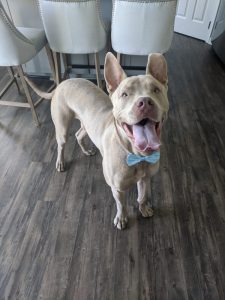 Snickers