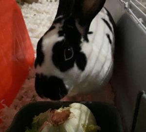 The Sweetest Bunny