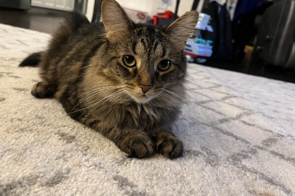 Looking for great home for our sweet Layla!