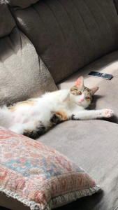 Sweet, Cuddly, Playful, Litter-Trained Girl