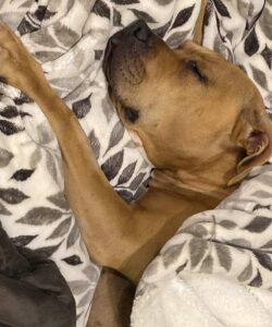 Charlie Needs a Family