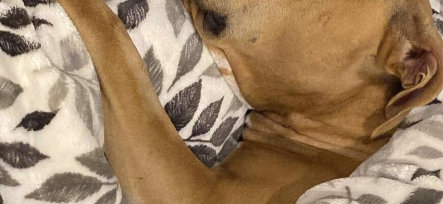 Charlie Needs a Family
