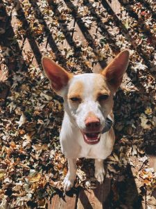 Snoopy, High Energy Dog, With Big Energy Love