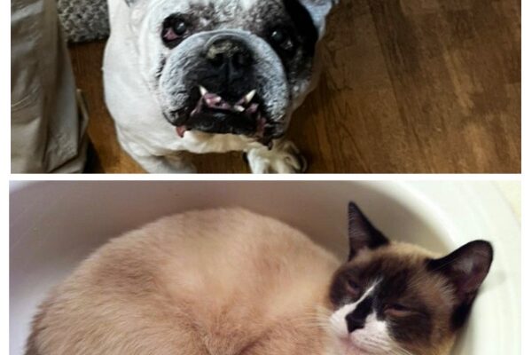 Dog and Cat Need Rehoming Due to Medical Emergencies