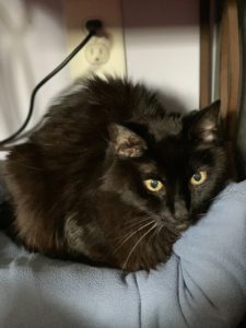Loving Senior Black Cat Needing A Quiet Home