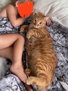 Orange Tabby Needs Forever Home