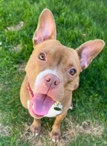 Beautiful Maggie Searching for New Home