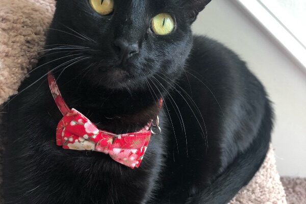 Queen looking for new staff!