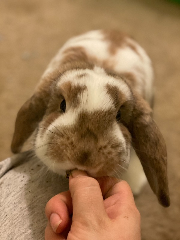 Sweet Holland Lop (Owner Developed Allergy)
