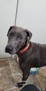 Cactus needs a patient, loving home.