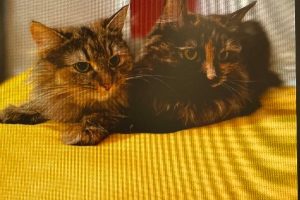 Mutu and Lala (Beautiful and Bonded)
