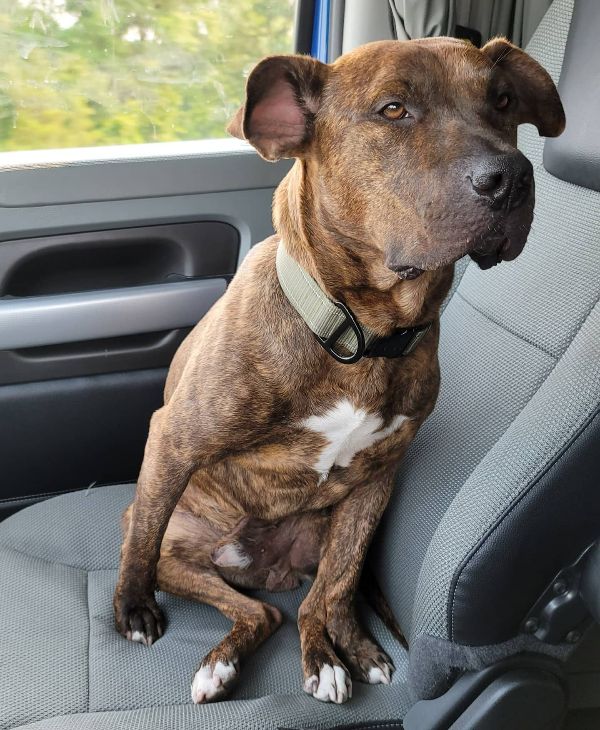 Bauer - 2-year-old Pitbull Mix