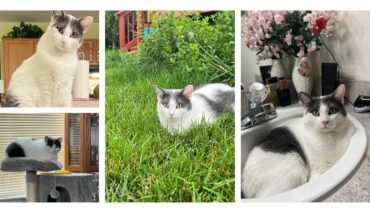 Introducing Bessie – Your Perfect Feline Companion!