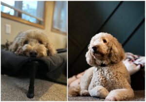 Loving dog in search of cat-free home!