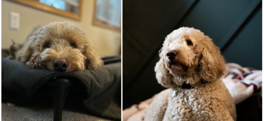 Loving dog in search of cat-free home!