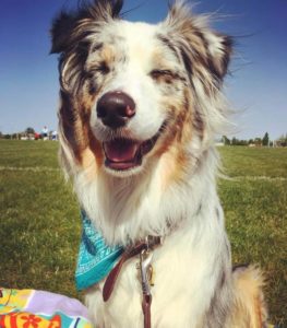 Smart Snuggly Australian Shepherd