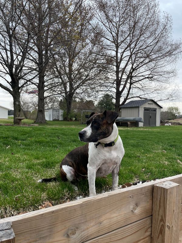 Gentle Pitty Looking For A Forever Home