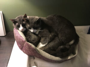 Bonded siblings looking for a new home