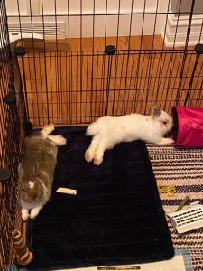 Netherland Dwarf Rabbits in Need of a Caring Home